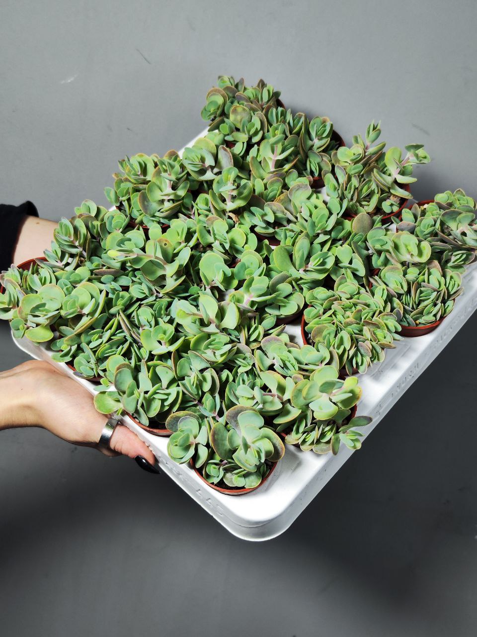 Каланхоэ Кенди Ротундифолия (Kalanchoe Сandy Rotundifolie) D5см