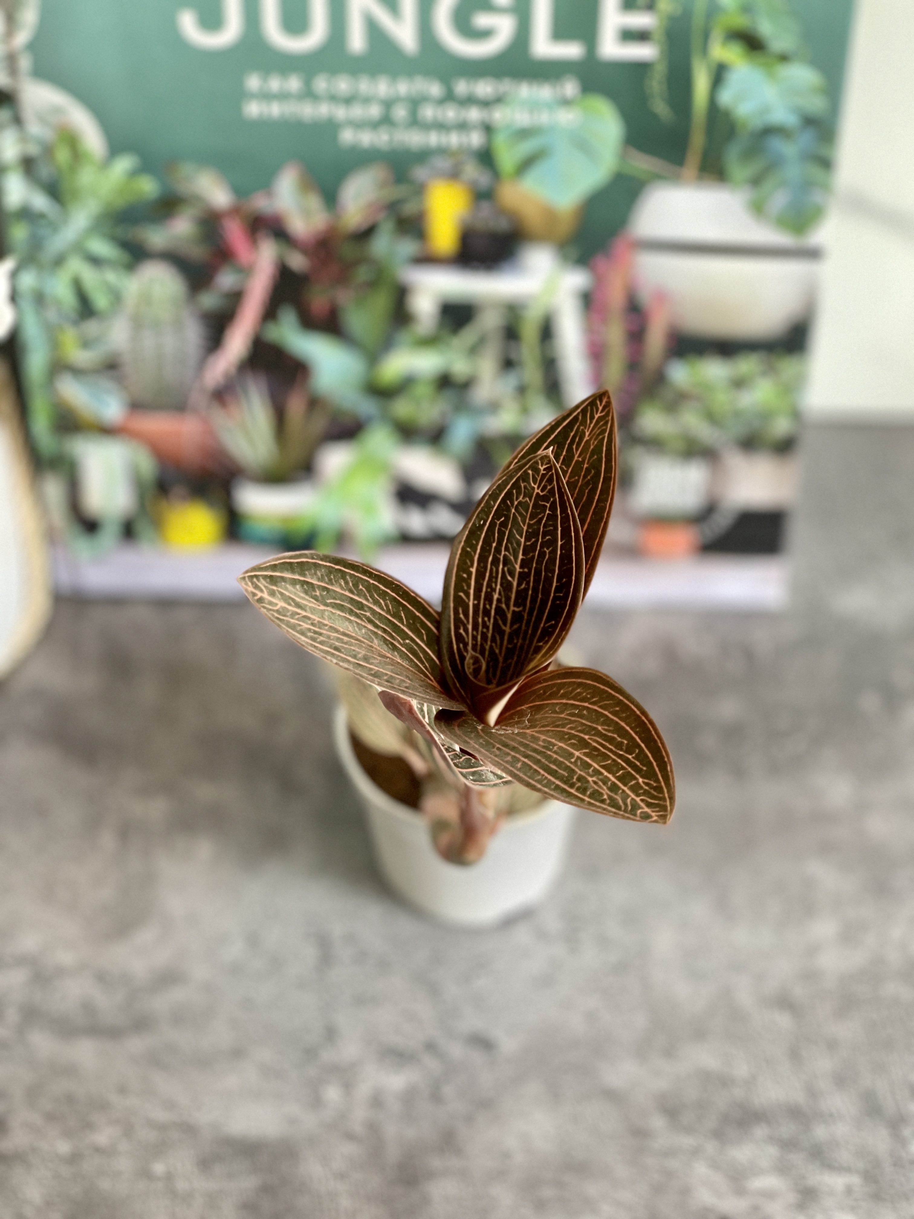 Орхидея Драгоценная Карма Руби (Jewel Orchid Karma Ruby) D7см