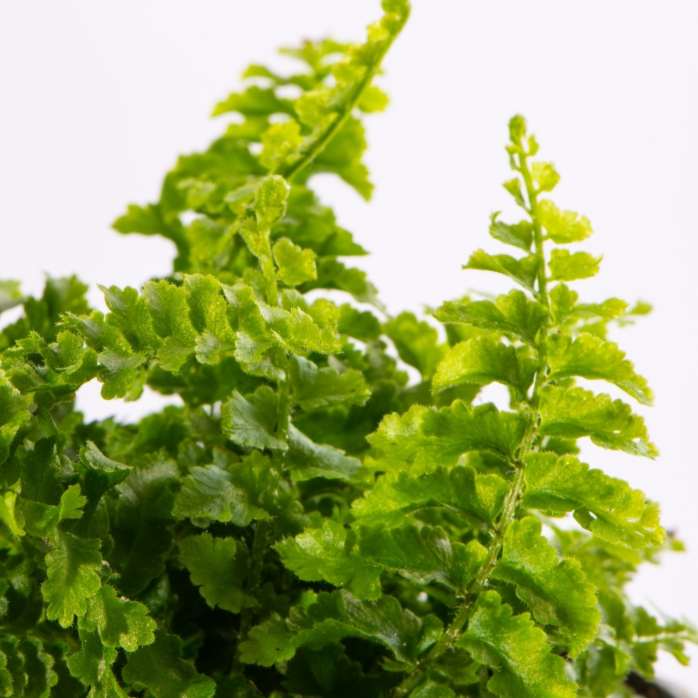 Нефролепис Возвышенный (Nephrolepis Exaltata Fluffy Ruffle) D6см
