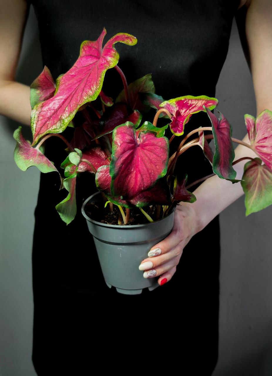 Каладиум Биколор Возлюбленная Флорида (Caladium Bicolor Florida Sweetheart) D12см