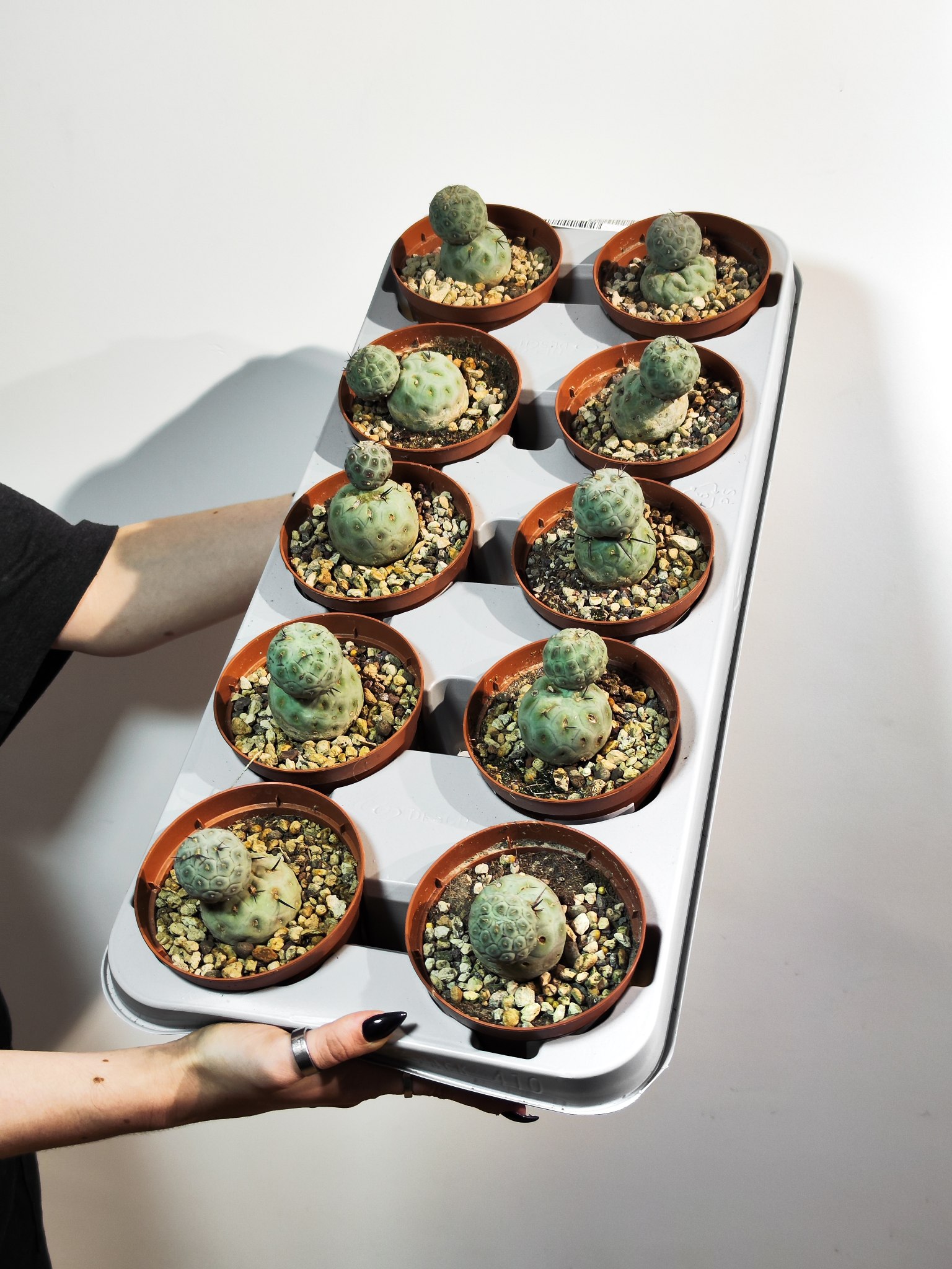 Тефрокактус Геометрический (Tephrocactus Geometricus) D10см