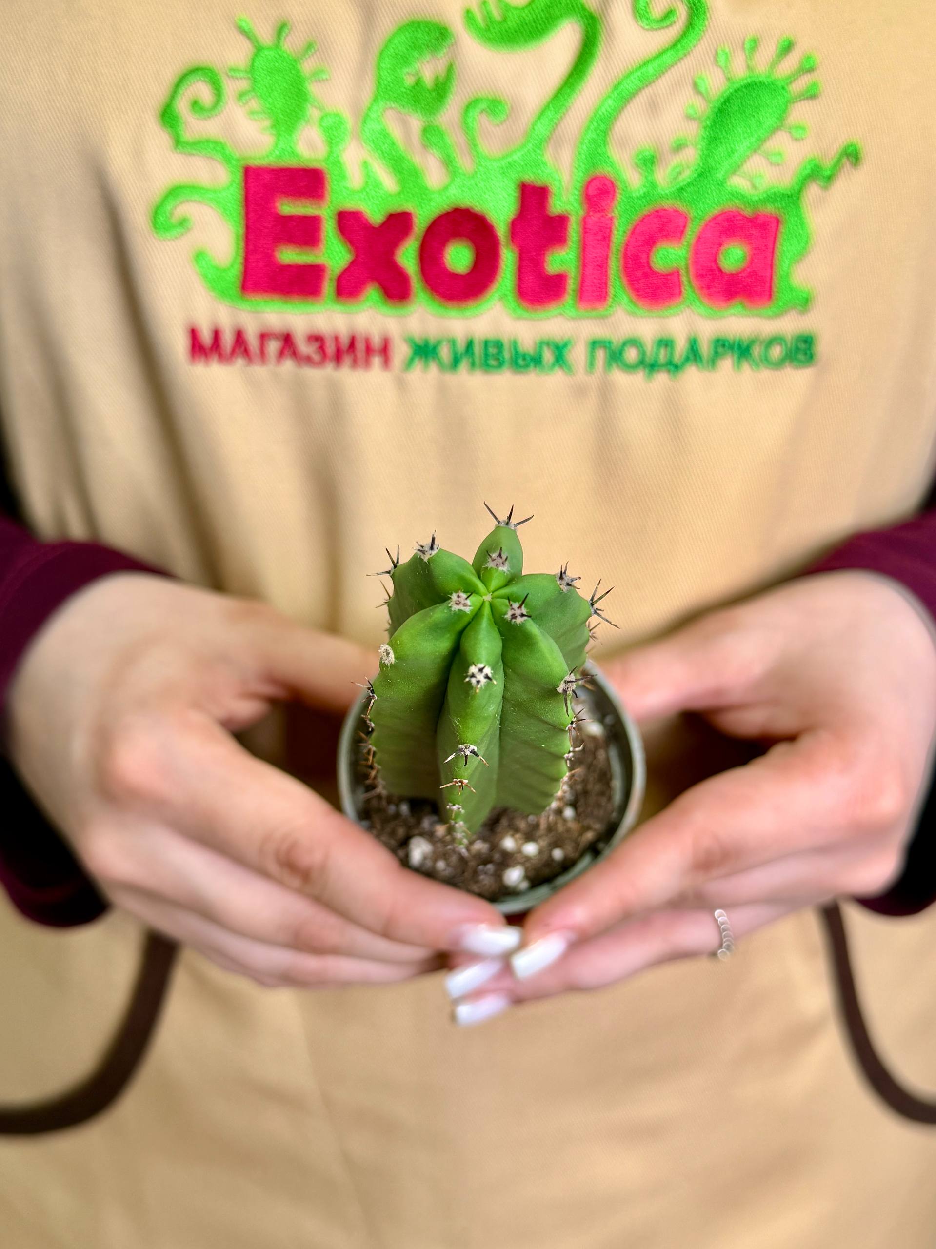 Кактус Лемэроцереус Классический (Cactus Lemaireocereus Straight) D5см