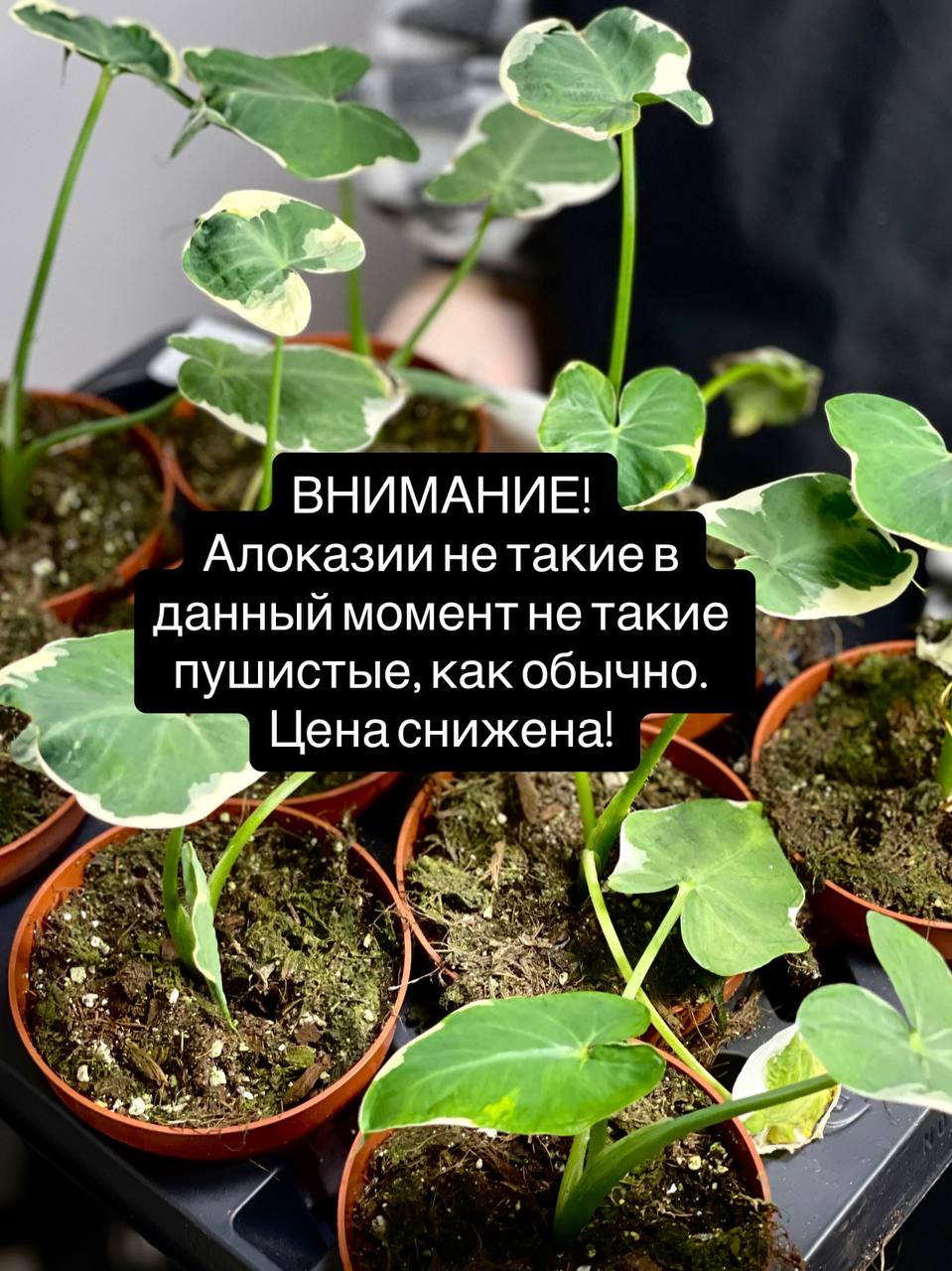 Алоказия Микки Маус (Alocasia Xanthosoma Mickey Mous) D10см
