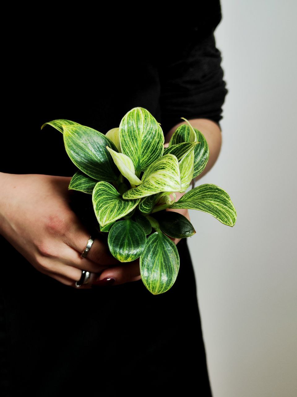 Филодендрон Перидот, или Биркин Вариегатный (Philodendron Peridot) D6см
