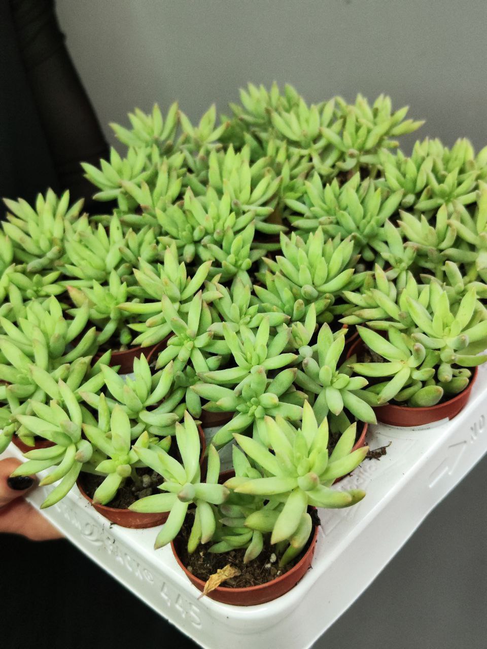 Седум Моргана Магнум (Sedum Morganianum) D5см
