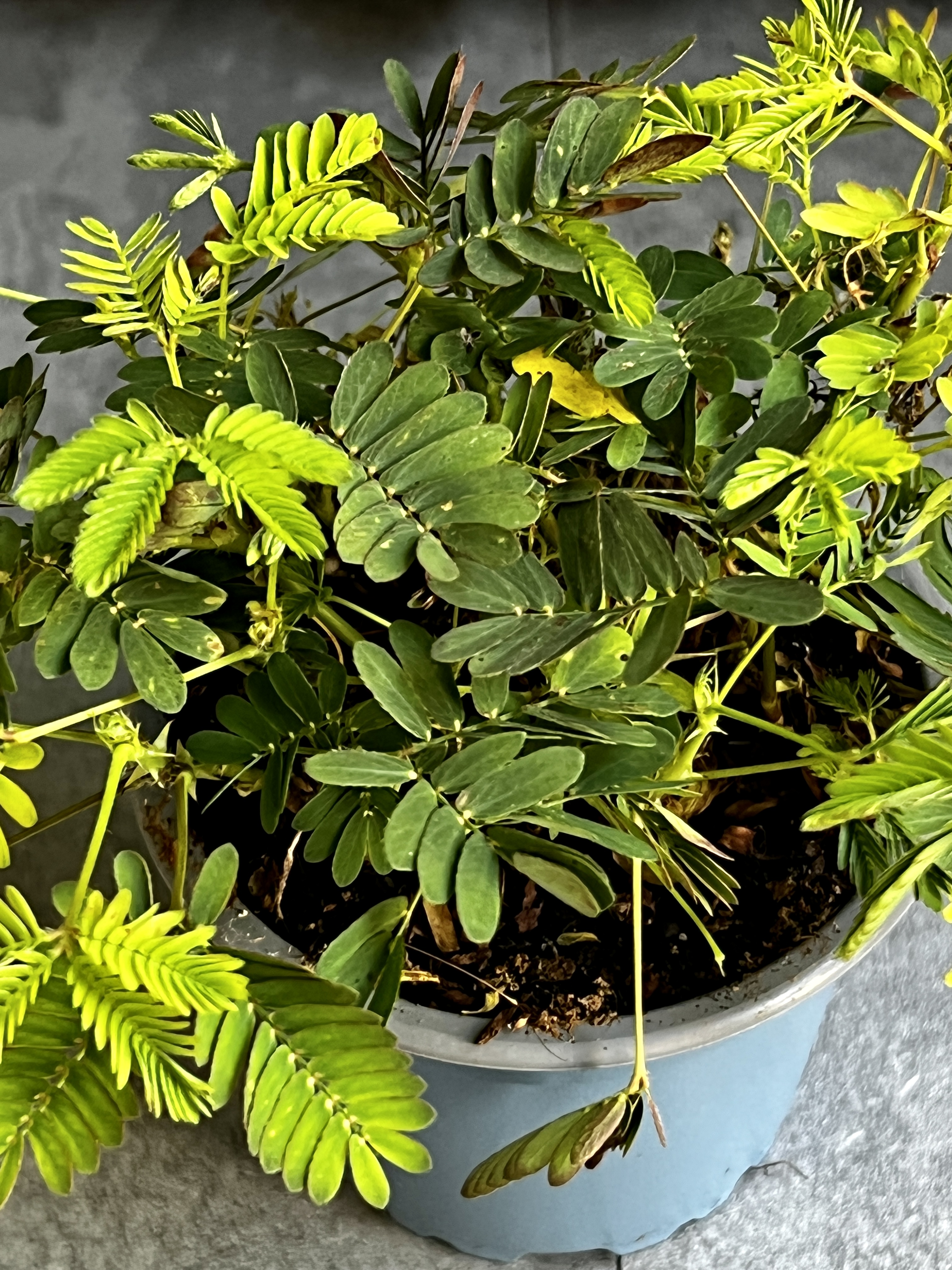 Стыдливая Мимоза (Mimosa Pudica) D9см