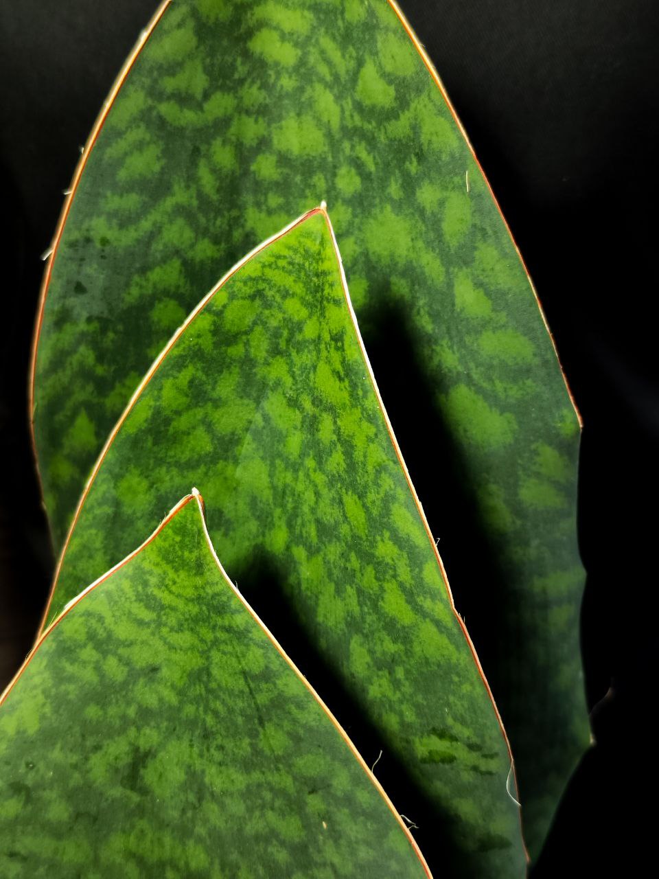Сансевиерия Масониана Виктория XXL (Sansevieria Big Leaves Green) D19см