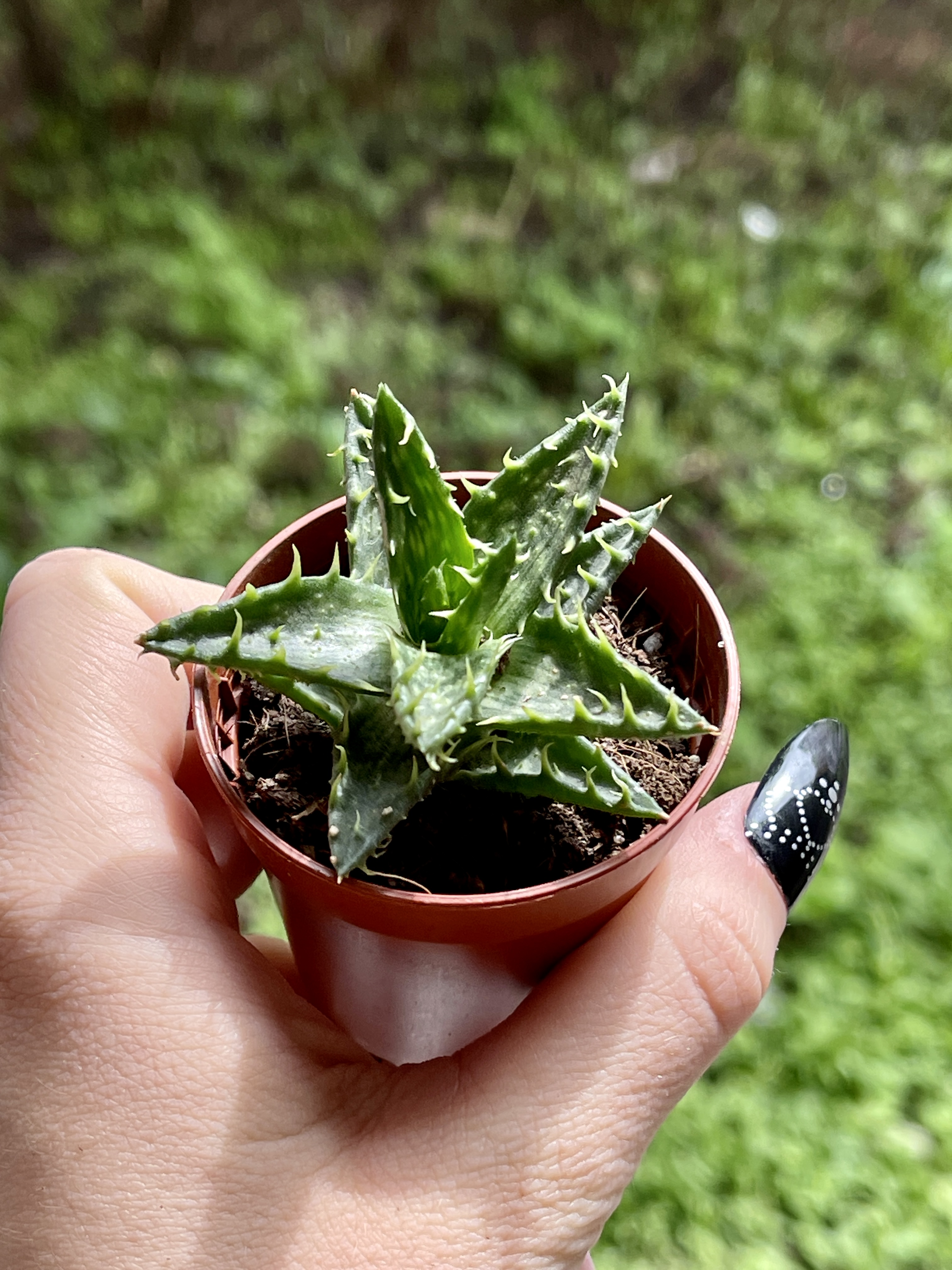 Алоэ Оттопыренное Мини (Aloe Squarrosa Mini) D5см