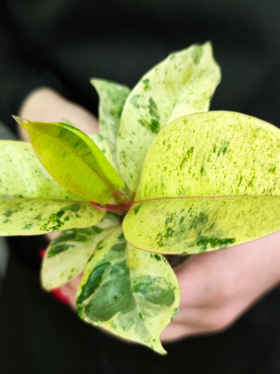 Фикус Эластика Шривериана (Ficus Elastica Shivereana) D6см
