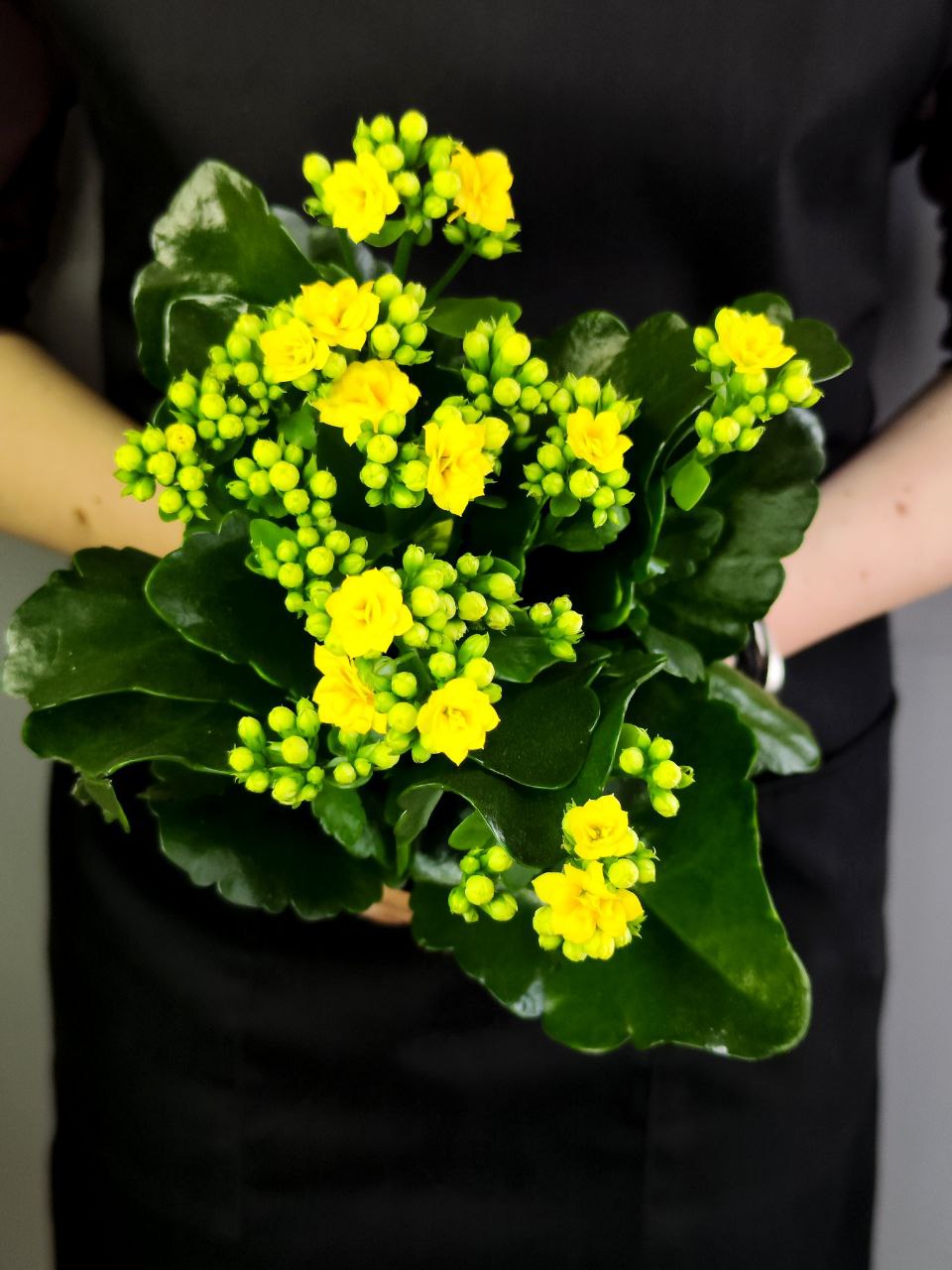 Каланхоэ Розалина Желтая (Kalanchoe Rosalina Yellow) D9см