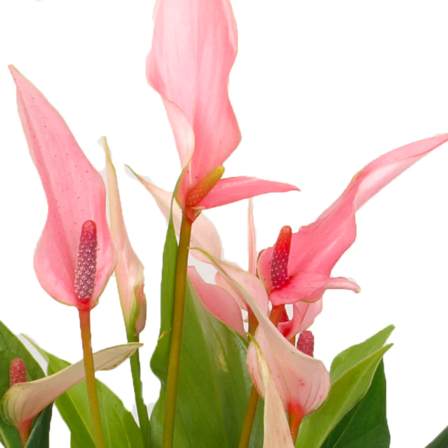 Антуриум Лилли (Anthurium Lilli) D9см