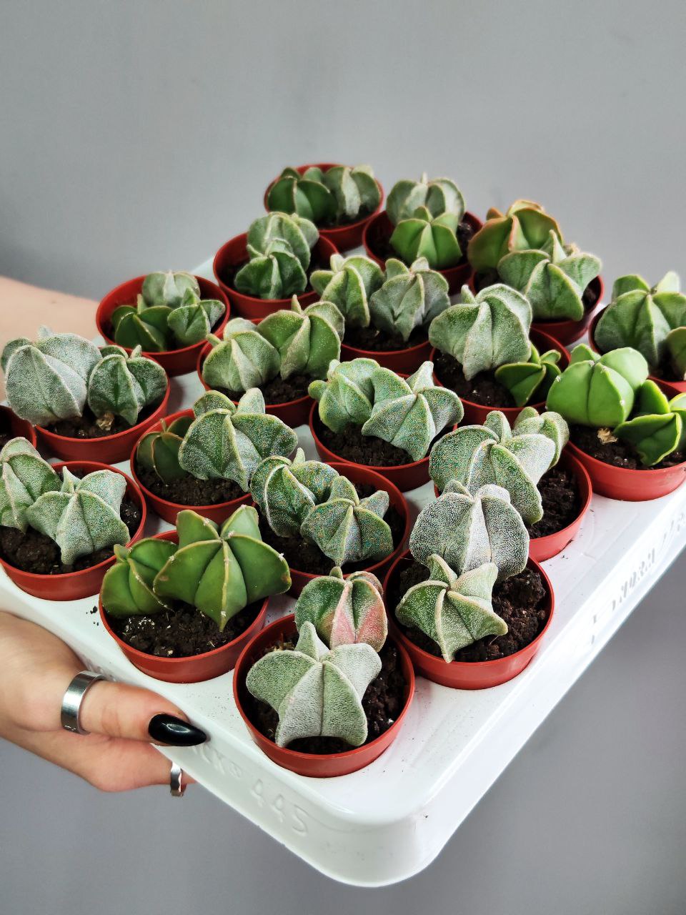 Астрофитум Груп (Astrophytum Group) D5см