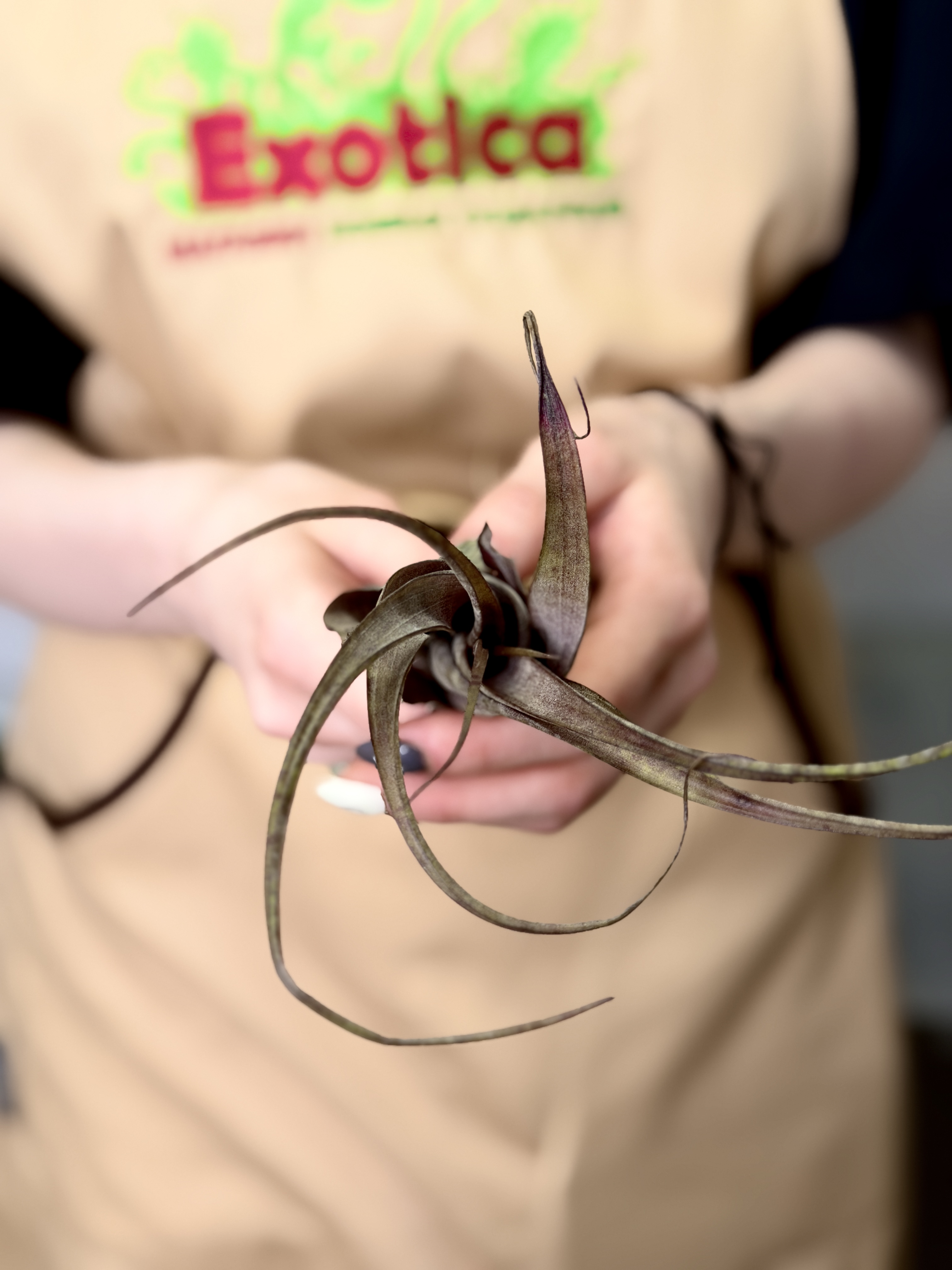 Тилландсия Флексуоза Багамы (Tillandsia Flexuosa Bahamas)