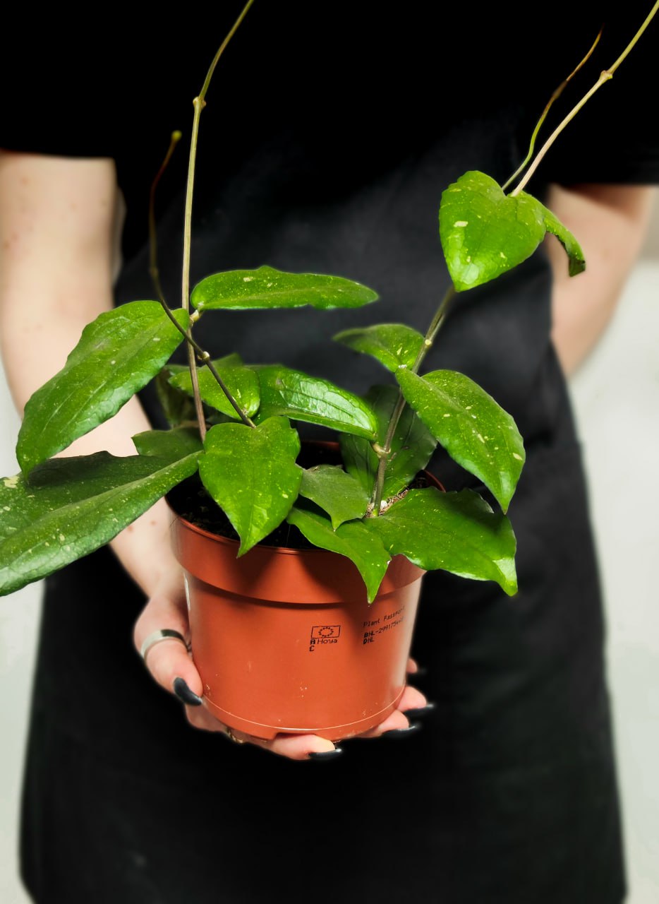 Хойя Эритрина (Hoya Erythrina) D12см