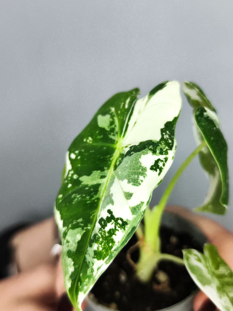Алоказия Мишольца Фрайдек Вариегатная (Alocasia Frydek Variegata) D6см