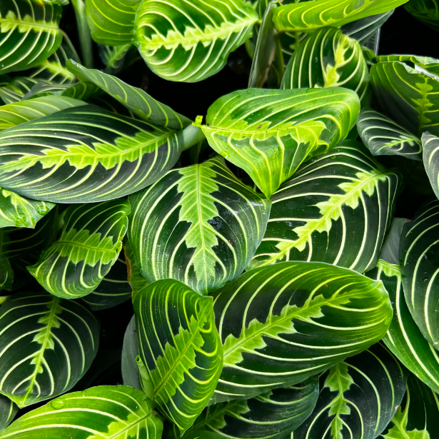 Маранта Лемон Лайм (Maranta Lemon Lime) D6см