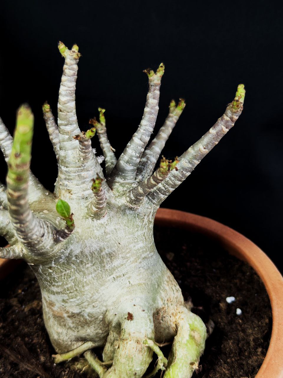 Адениум Ансу Баобаб (Adenium Ansu Baobab) D15см