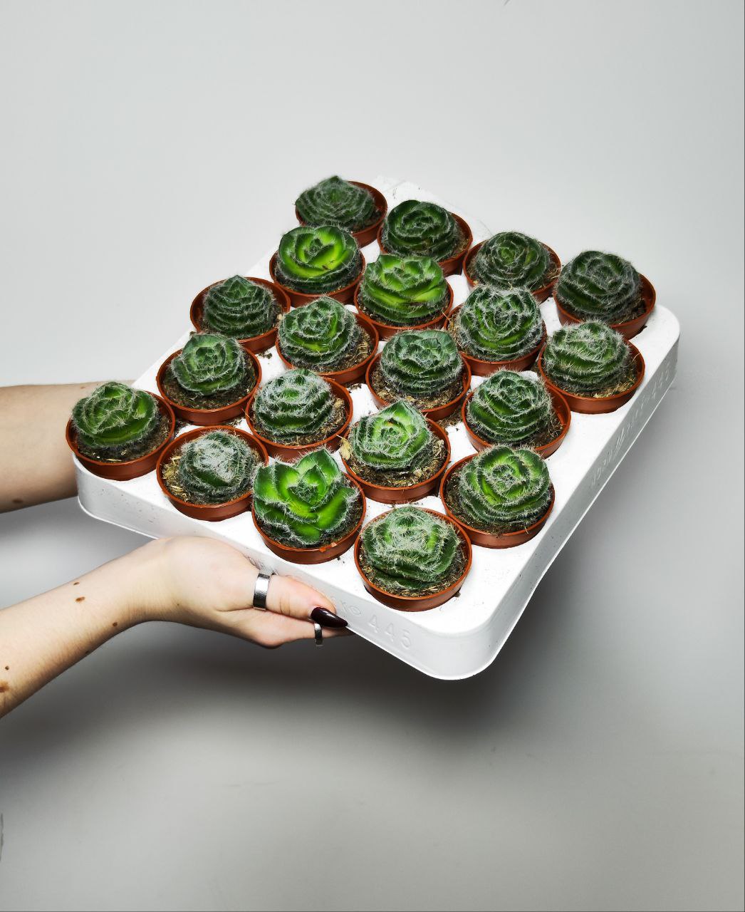 Крассула Капителла Сетоза Туррита (Crassula Capitella Setosa Turrita) D5см