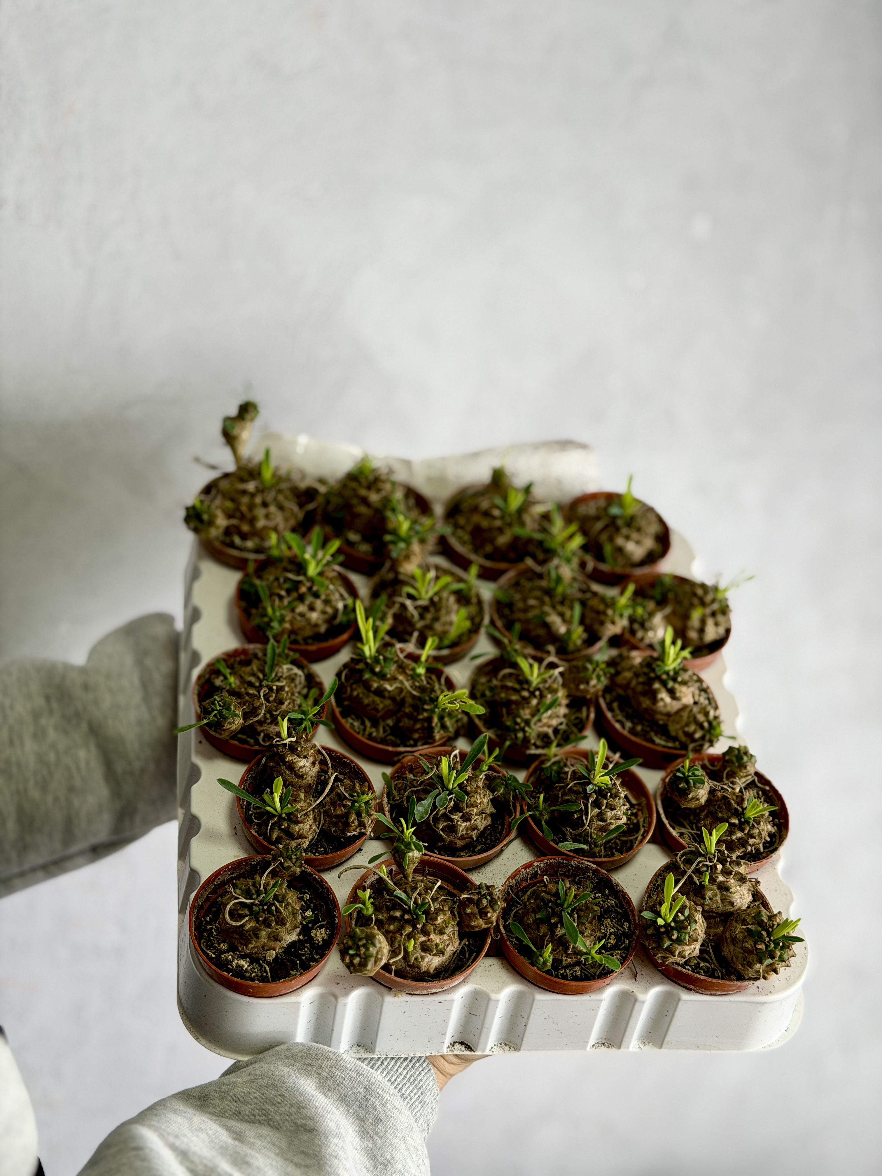 Эуфорбия Буплеурифолията (Euphorbia Bupleurifolia) D5см