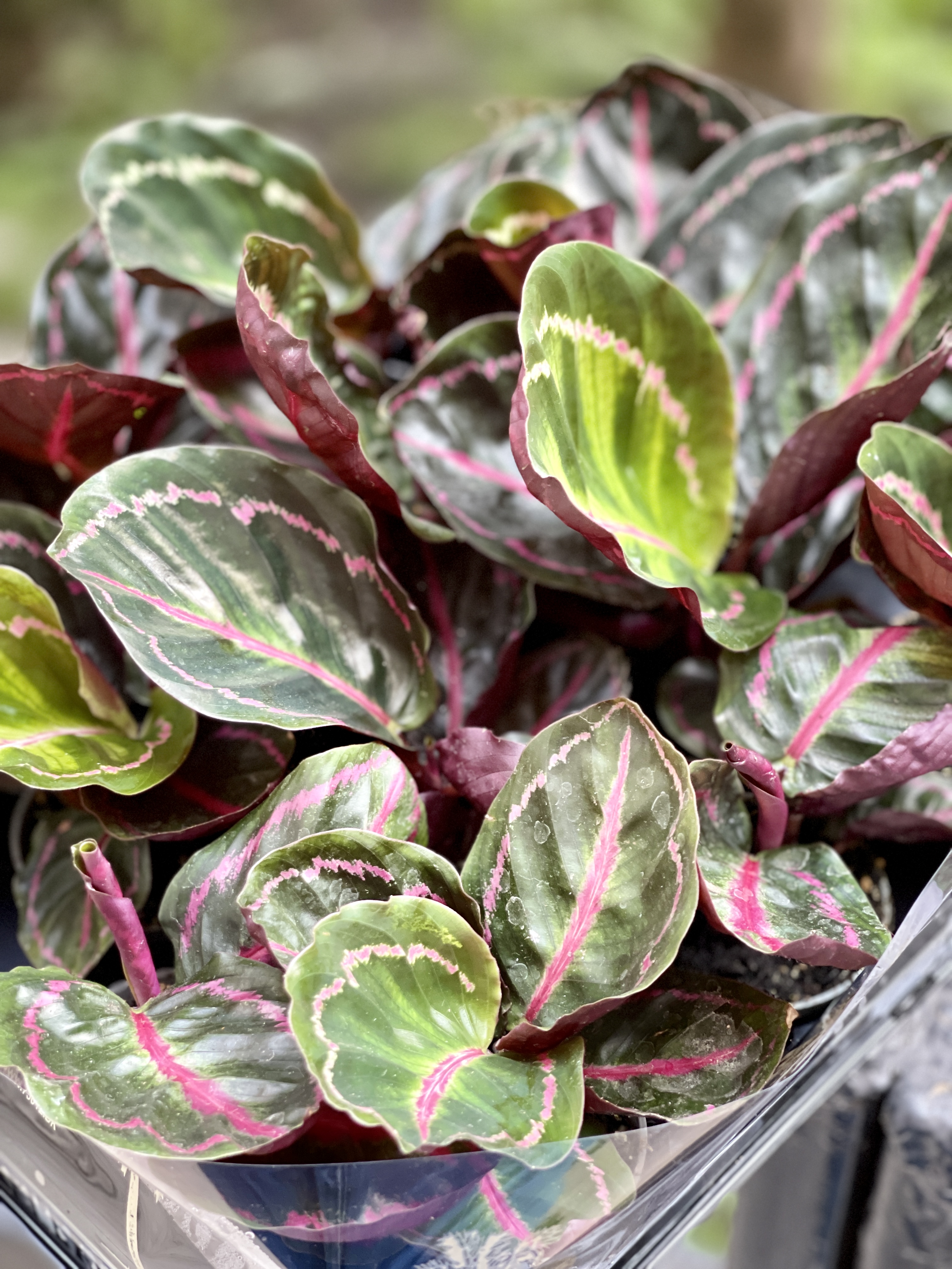 Калатея Розеопикта Иллюстрис (Calathea Roseopicta Illustrious) D6см