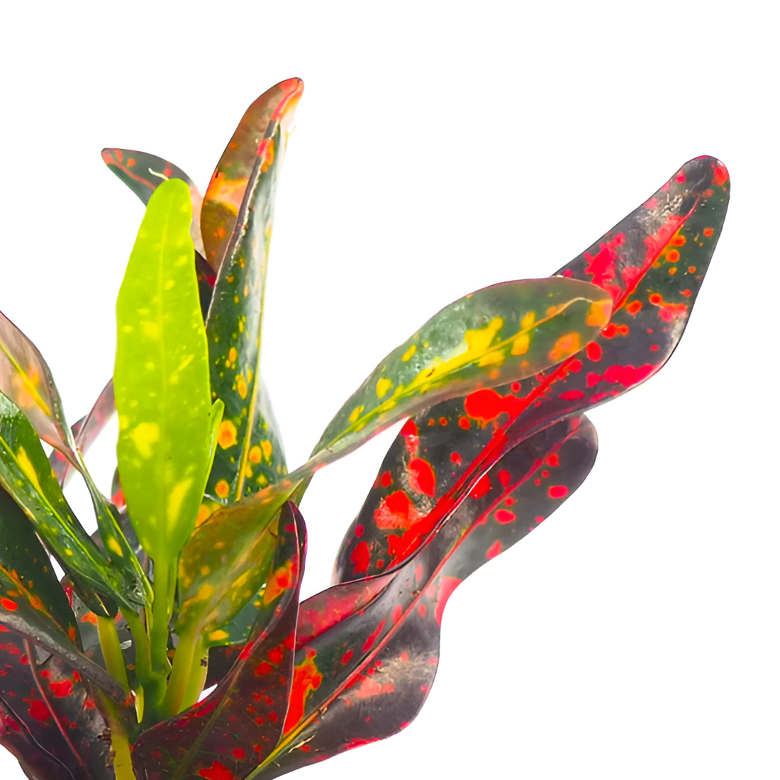 Кодиеум Ред Батик (Codiaeum Red Batik) D6см