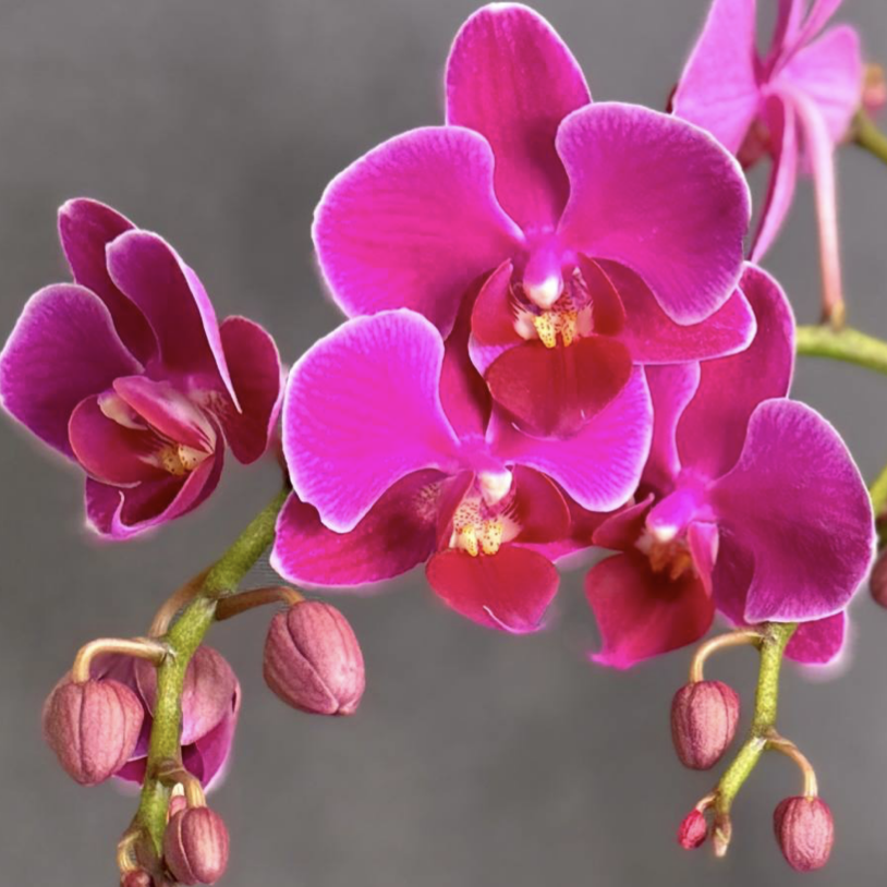 Орхидея Фаленопсис Мини Темно - Фиолетовая (Phalaenopsis Multiflora Dark Purple) D9см