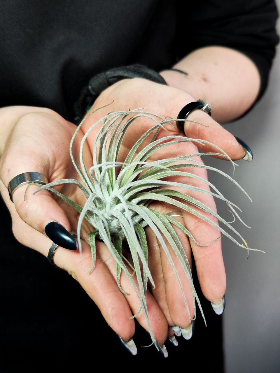 Тилландсия Оаксакана (Tillandsia Oaxacana)