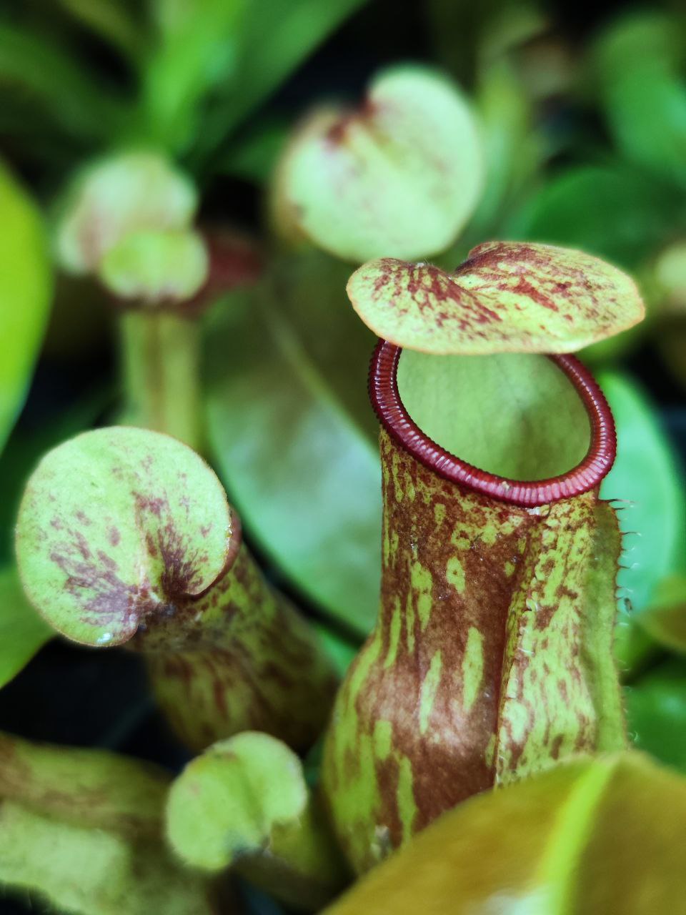 Непентес Гая (Nepenthes Gaya) D9см