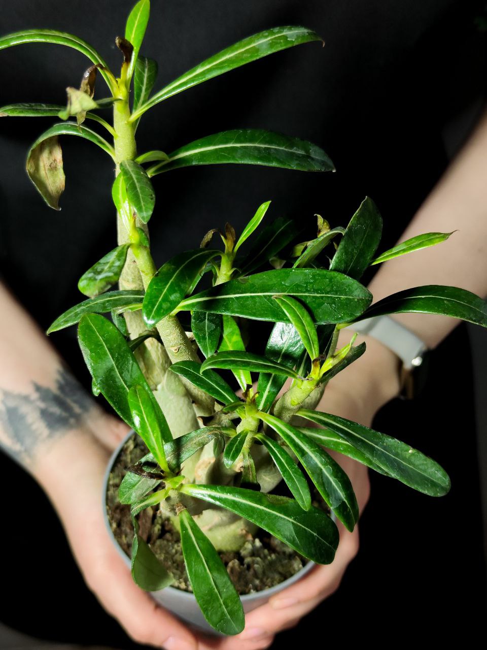 Адениум Тучный, или Обесум уцен. (Adenium Obesum) D10см