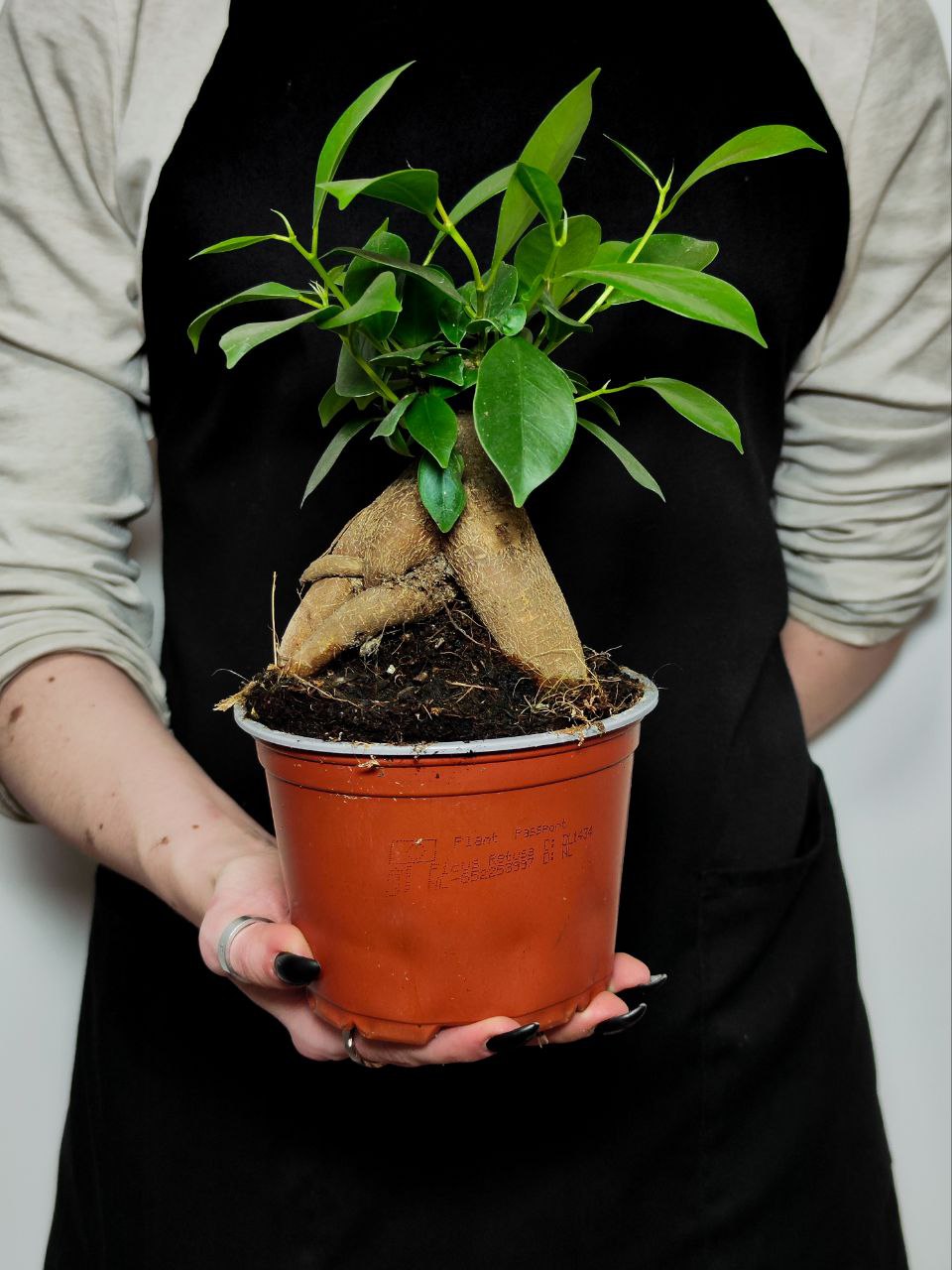 Фикус Гинсенг, или Фикус Женьшень (Ficus Ginseng) D12см