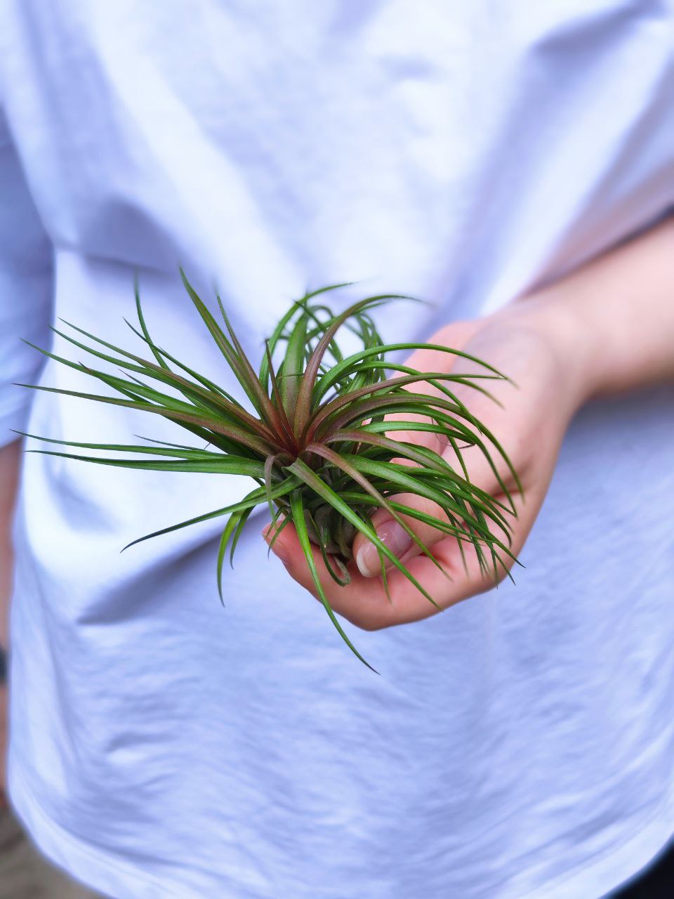 Тилландсия Брихикаулос (Tillandsia brachycaulos)