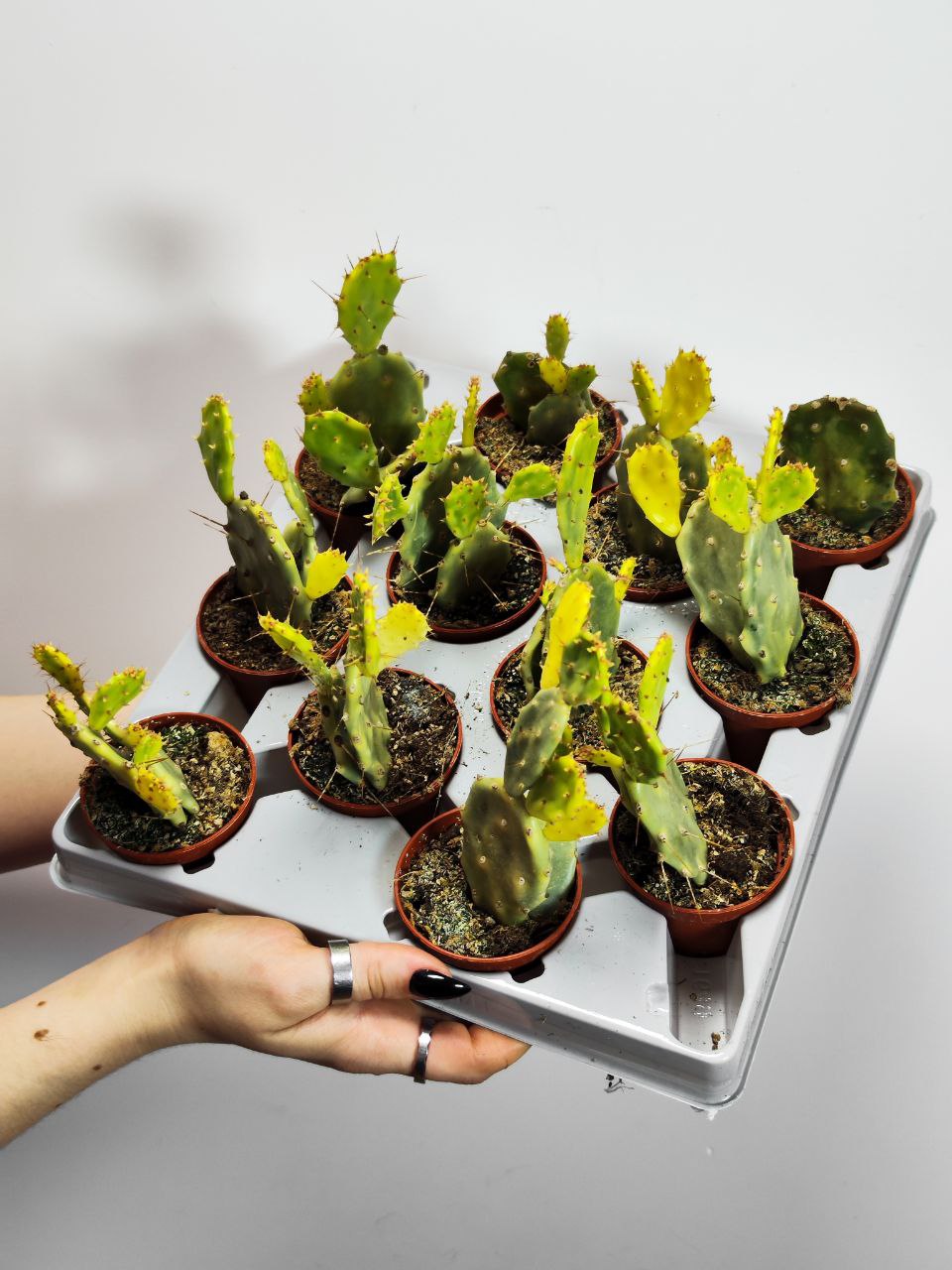 Опунция Крейзи Вайт (Opuntia Crazy White) D6см