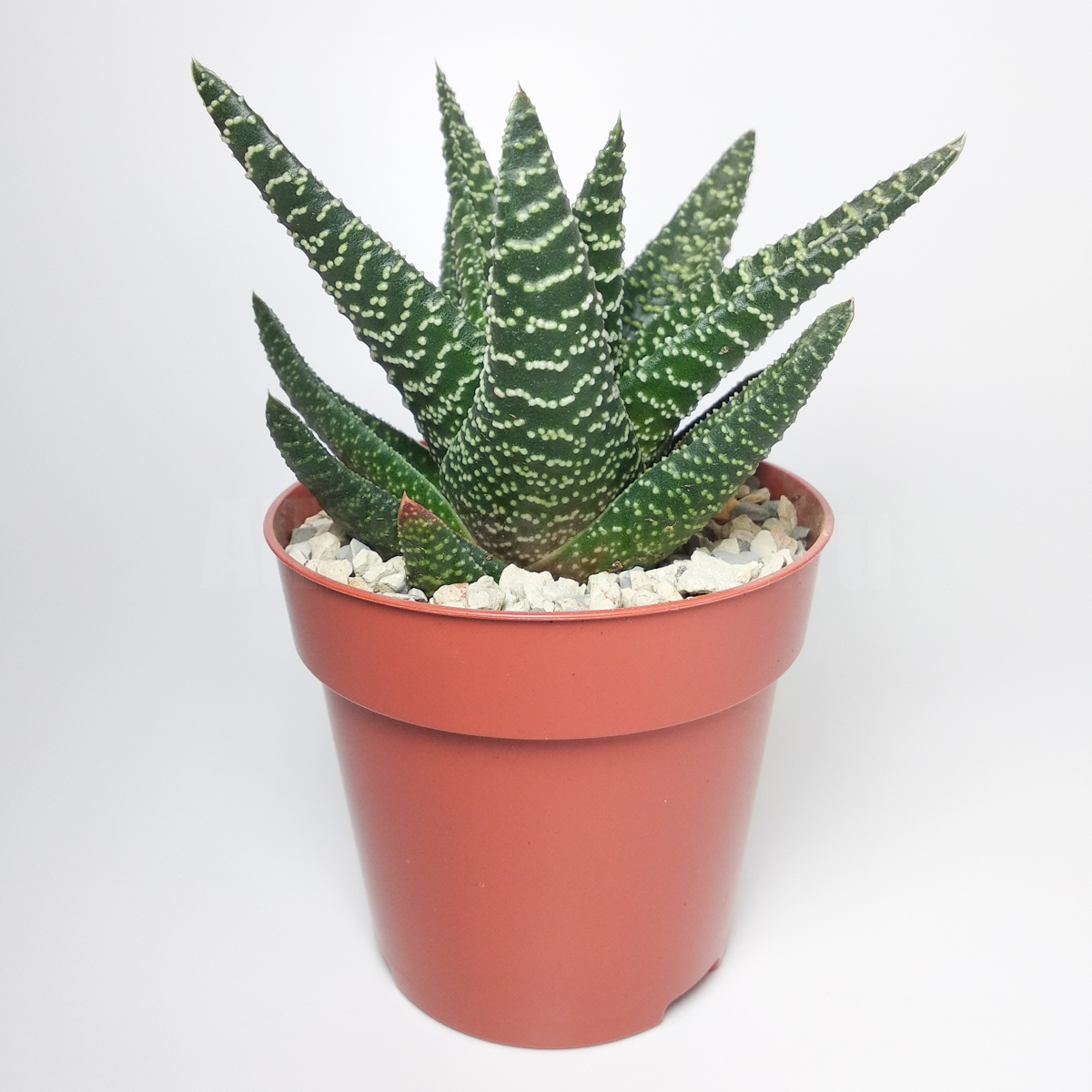 Гастералоэ Королевское Величество (Gasteraloe Royal Majesty) D5см