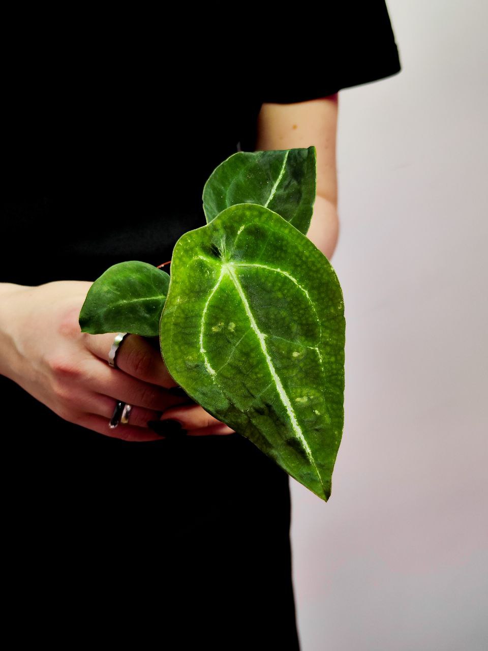 Антуриум Форгети (Anthurium Forgetii x Nigrolaminum) D6см
