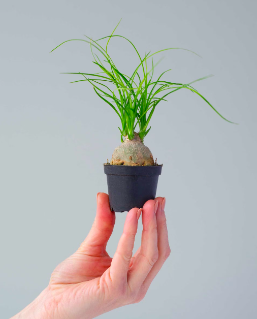 Нолина Бокарнея Рекурвата (Beaucarnea Recurvata Nolina) D6см