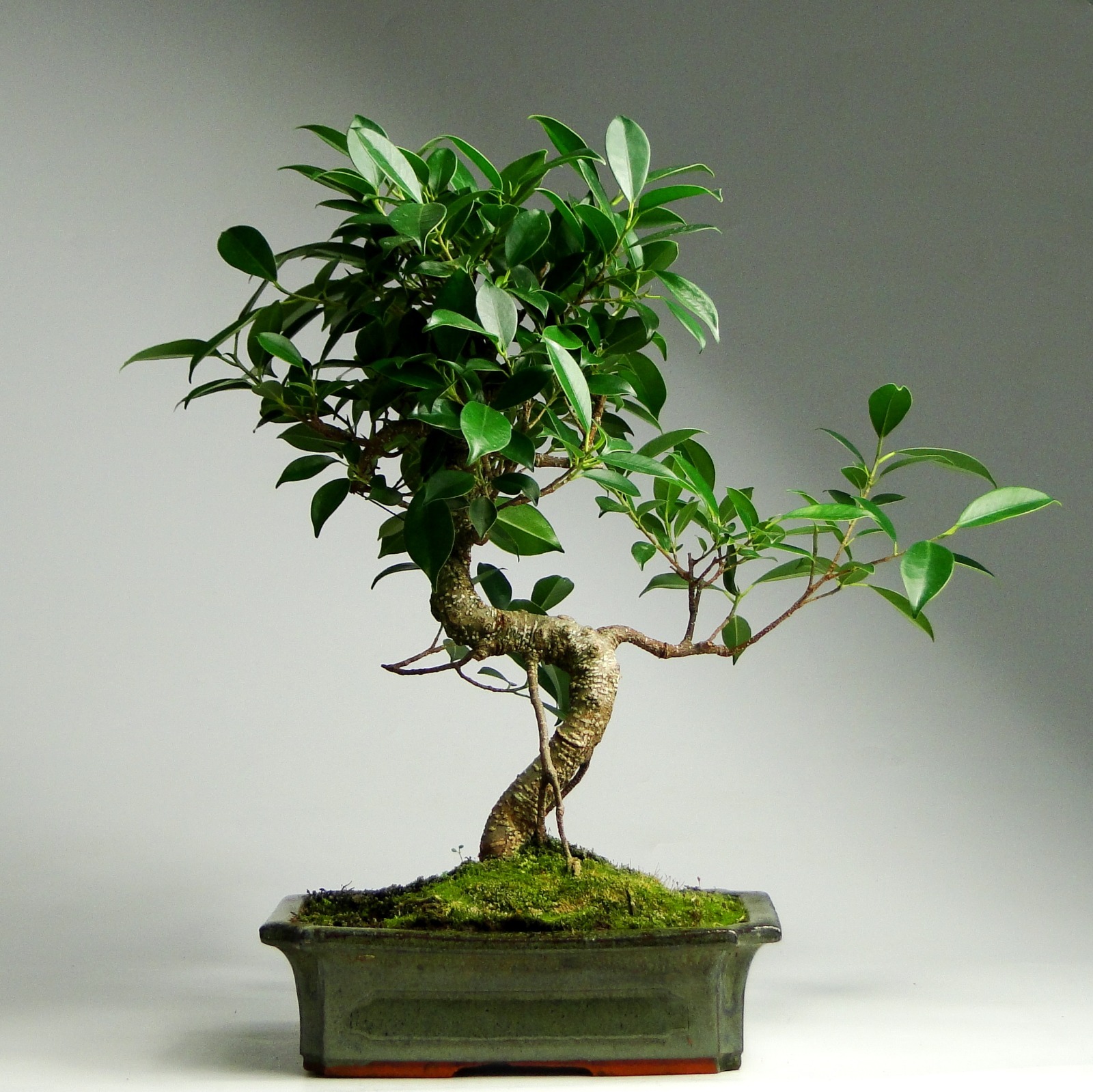 Бонсай Извилистый Фикус (Bonsai Ficus Microcarpa) в керамическом кашпо