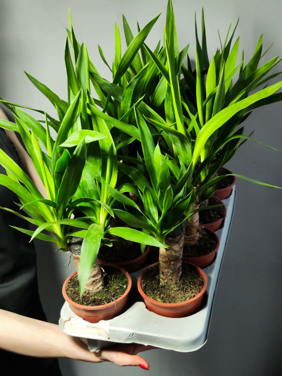 Юкка Слоновая (Yucca Elephantipes) D12см