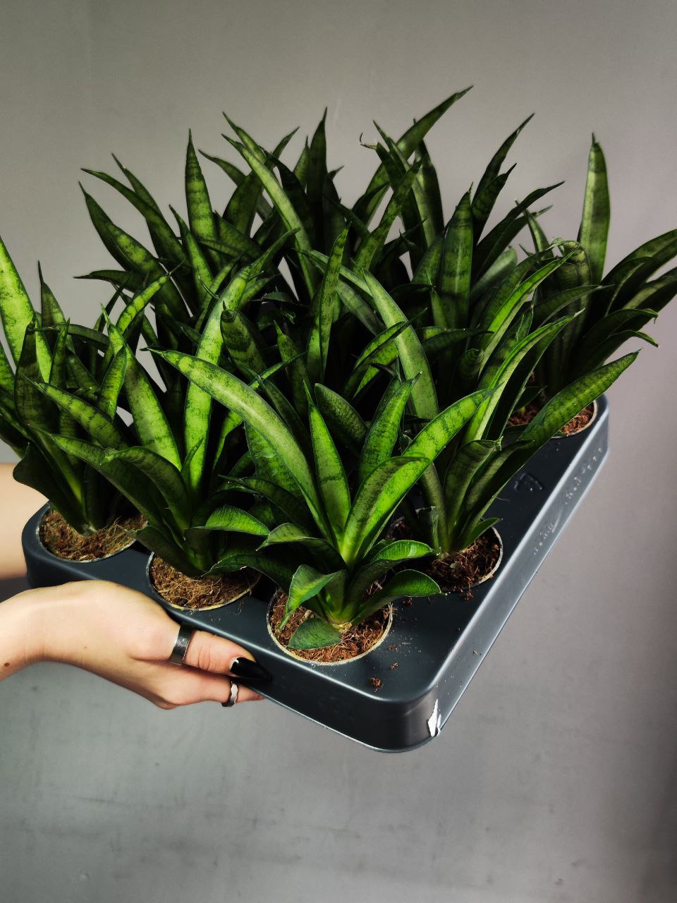 Сансевиерия Пантера (Sansevieria Panthera) D6см