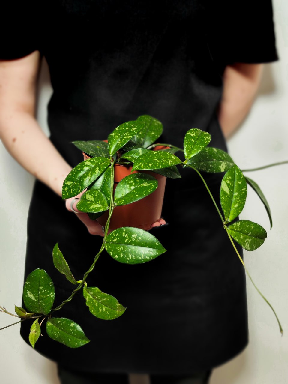 Хойя Крассиопетиолата Сплеш Раунд Лиф (Hoya Сrassipetiolata Splash Round Leaf) D12см