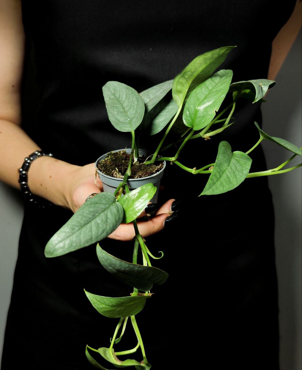Эпипремнум Себу Блю (Epipremnum Pinnatum Cebu Blue) D6см