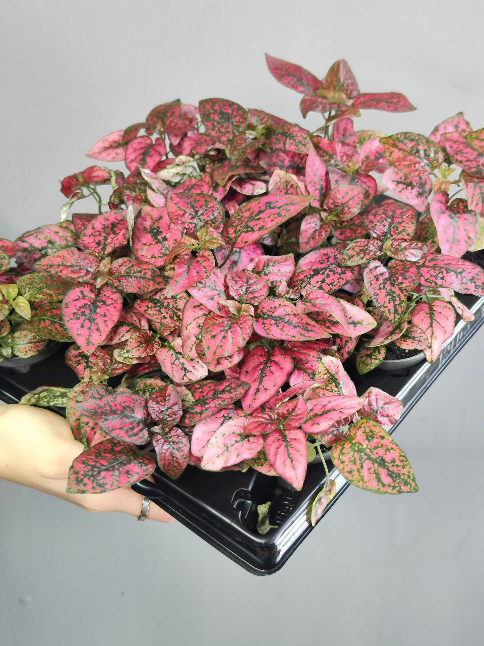 Гипоэстес Листоколосковый Ред (Hypoestes Phyllostachya Red) D6см