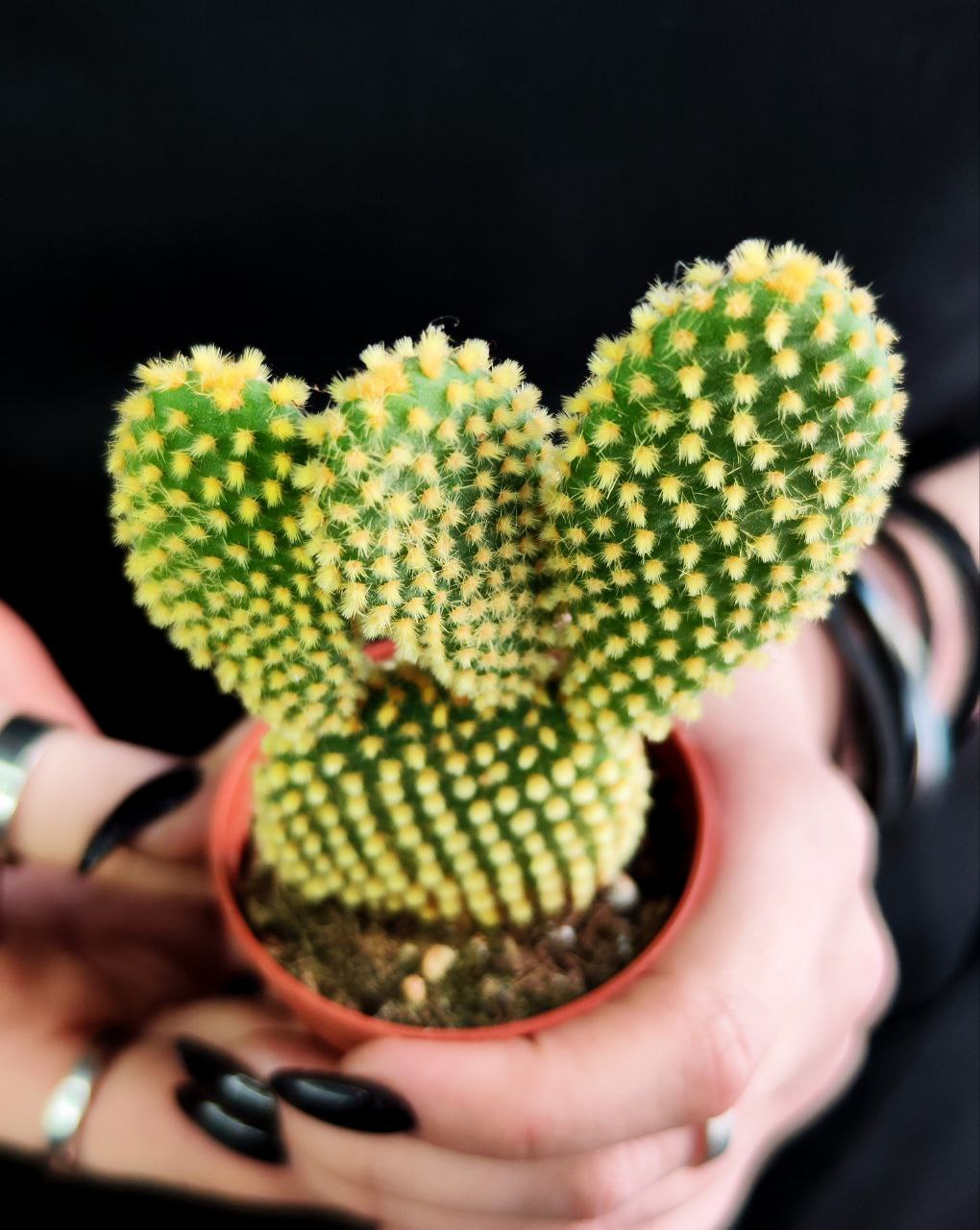 Опунция Микродазис Йеллоу (Opuntia Microdasys Yellow) D5см