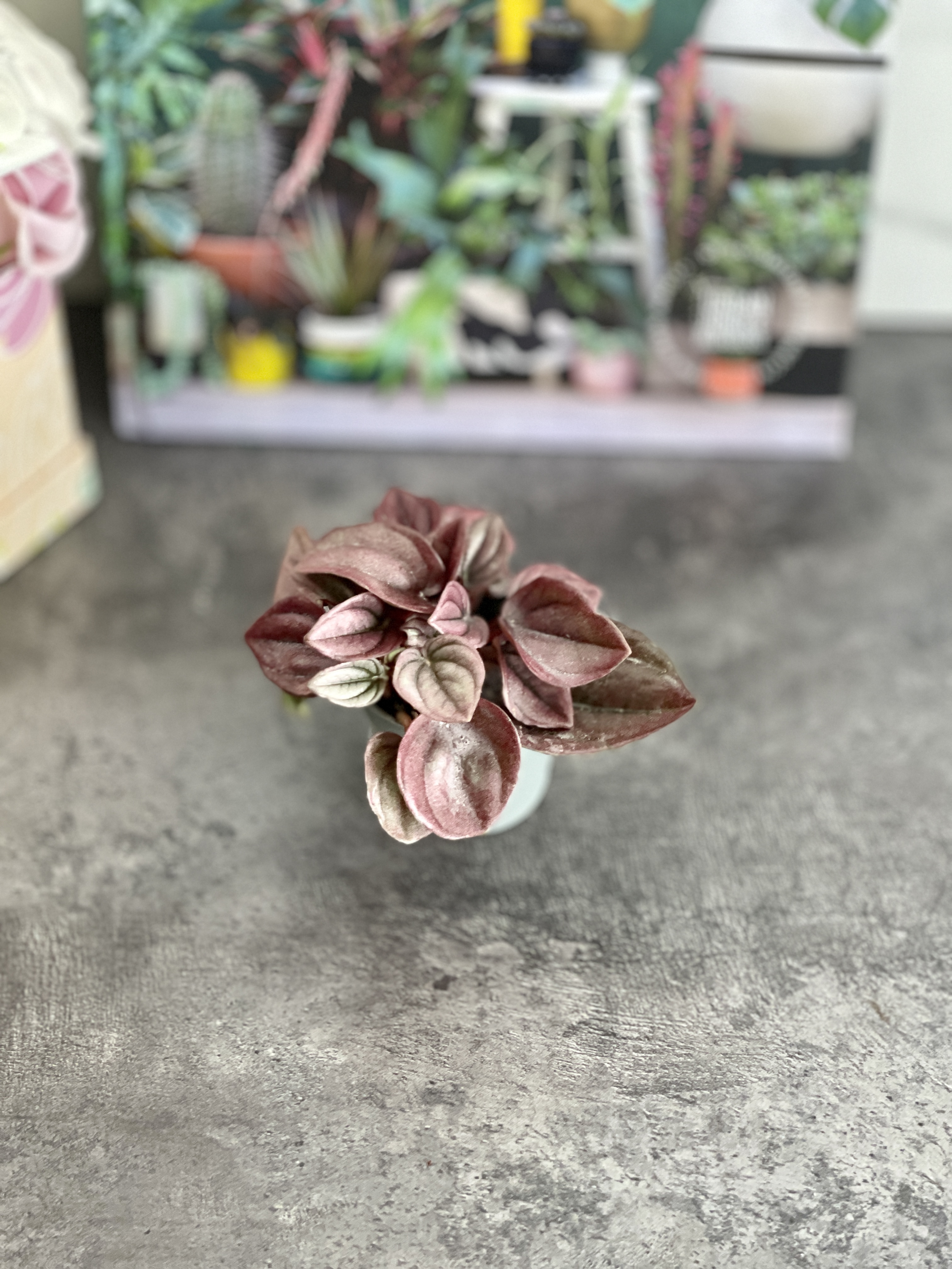 Пеперомия Каперата Кайен (Peperomia Сaperata Cayenne) D5см