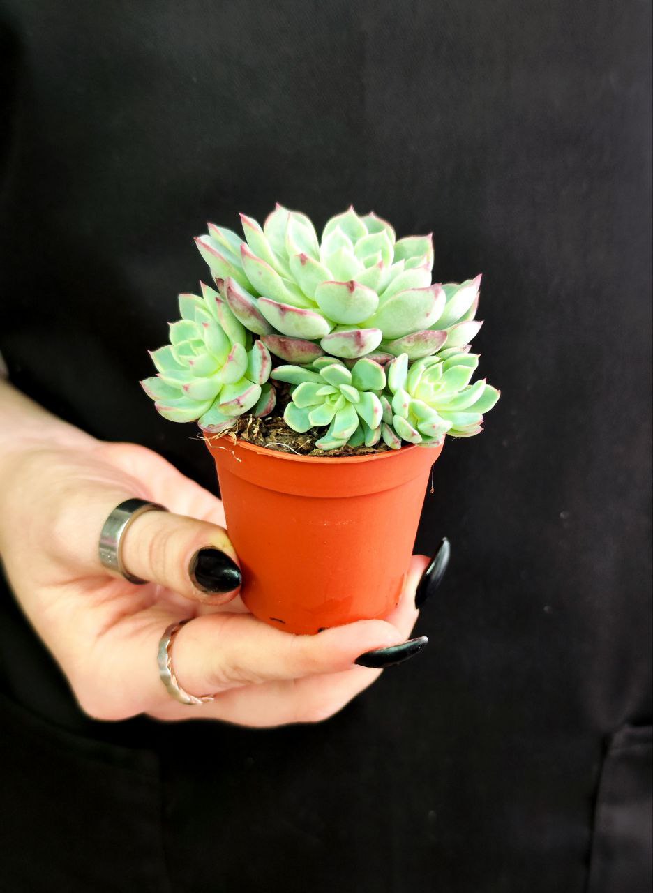 Эхеверия Минима (Echeveria Minima) D5см