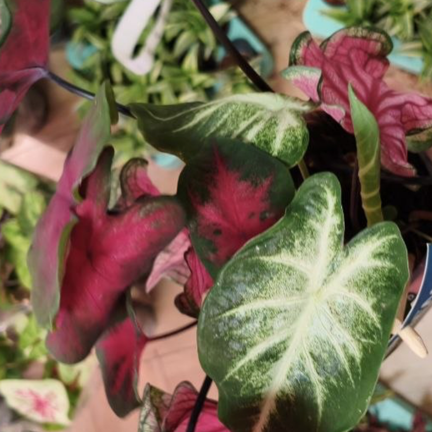 Каладиум Миксовый (Caladium Mix) D12см