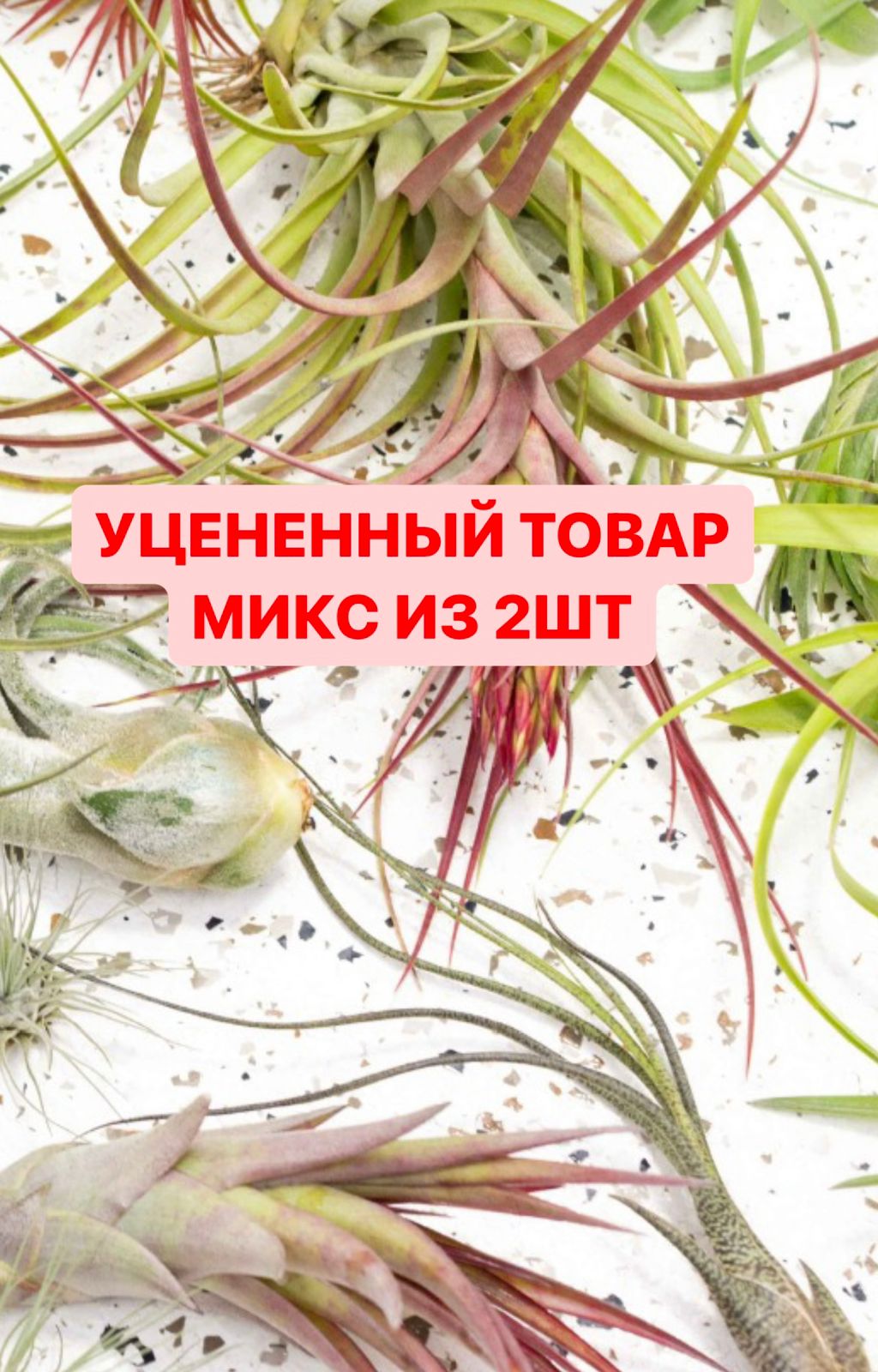 Тилландсия атмосферная уцен. микс из 2шт. (Tillandsia mix)