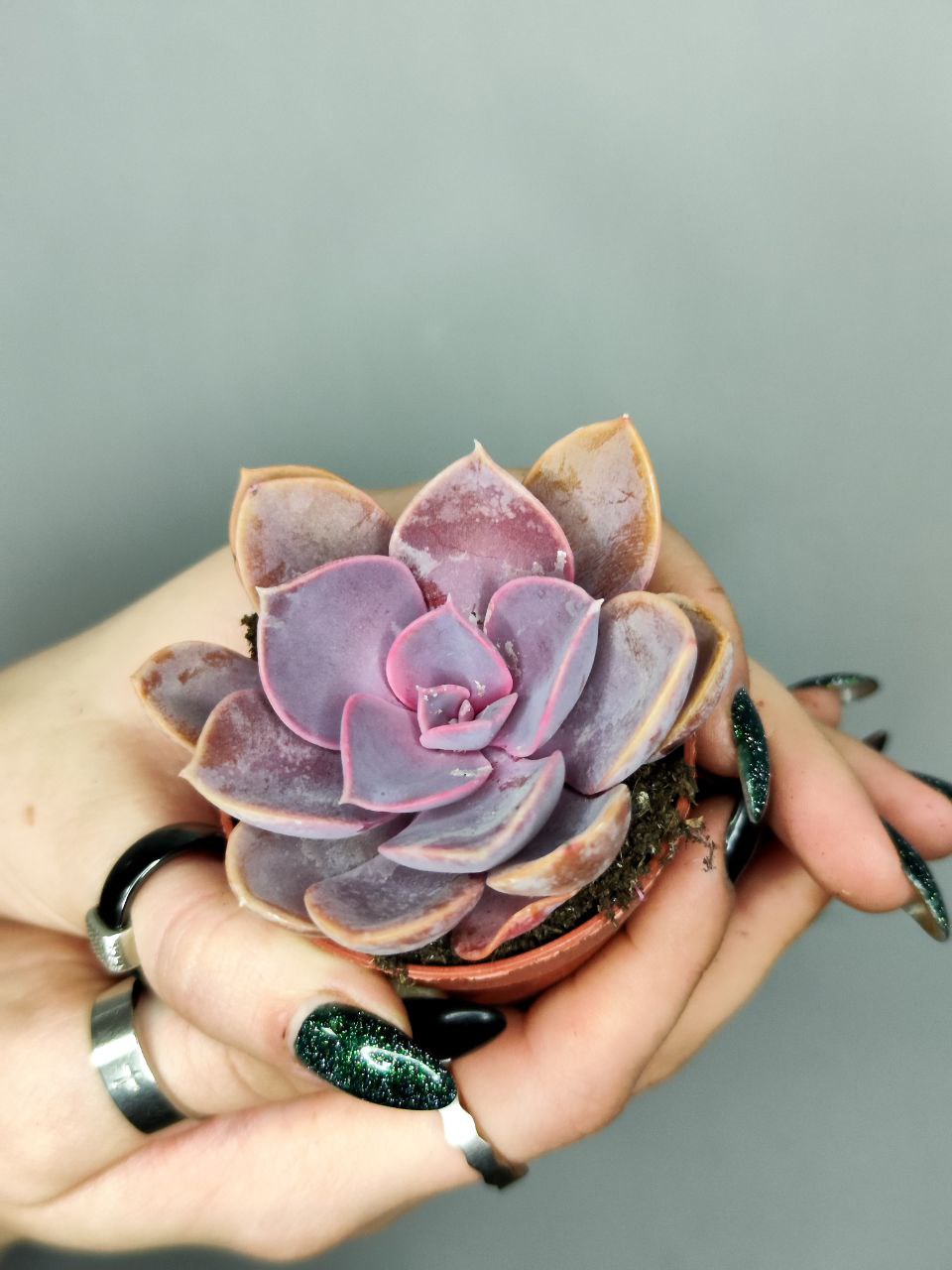 Эхеверия Жемчужина Нюрнберга (Echeveria Perle von Nurnberg) D5см