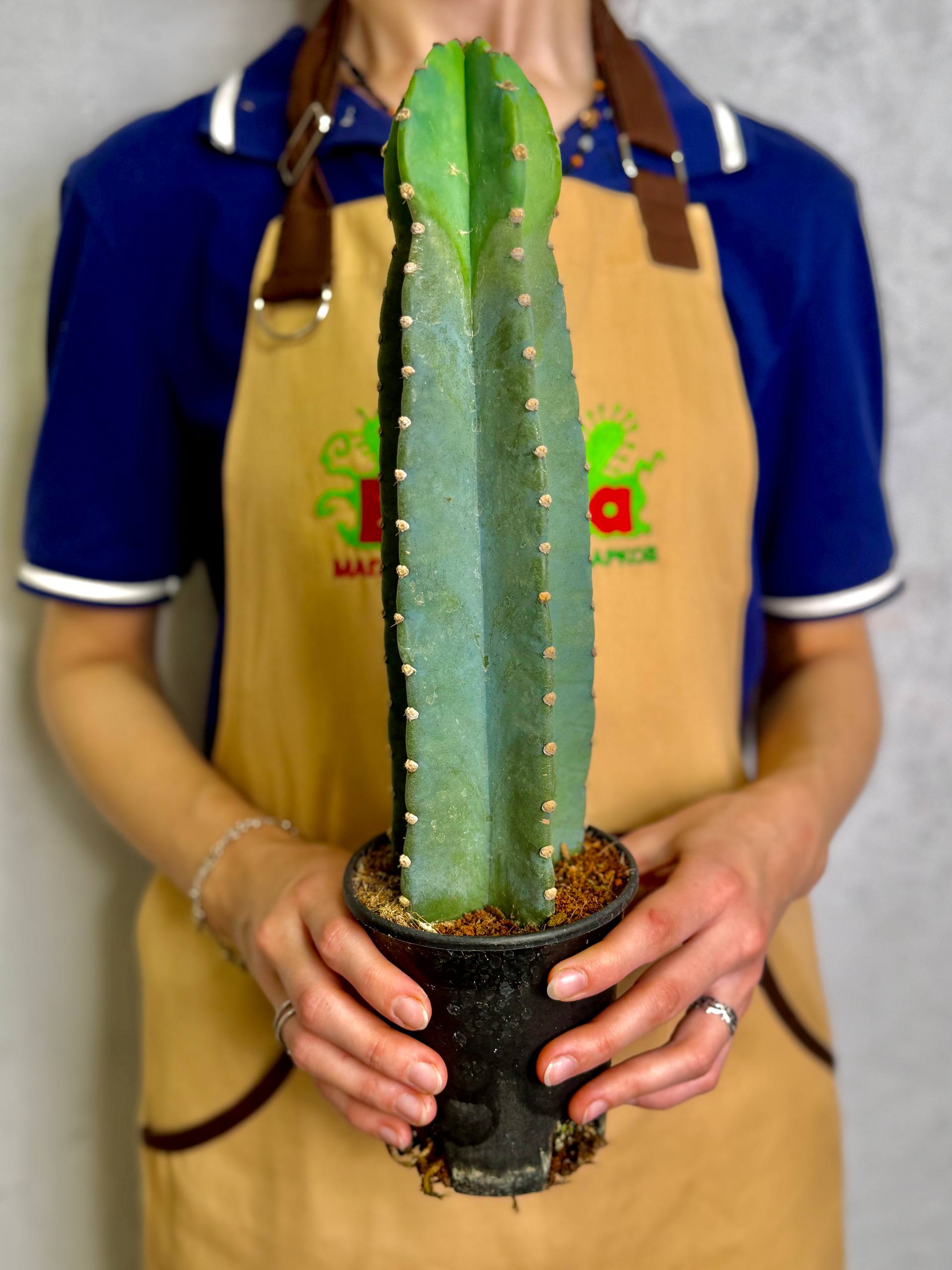 Китайский Цереус, Кактус Cанзанг (Cactus Sanzang) D11см