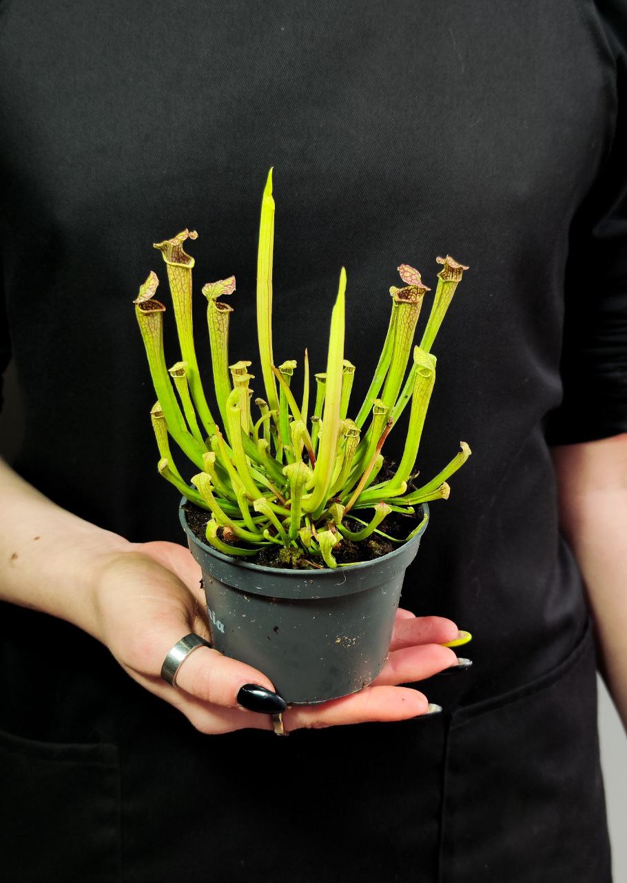 Саррацения Фарнхами (Sarracenia Farnhami) D9cм