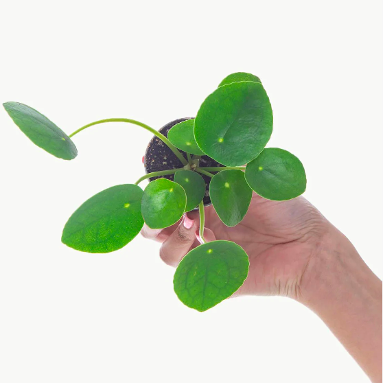 Пилея Пеперомиевидная (Pilea Peperomioides) D6см